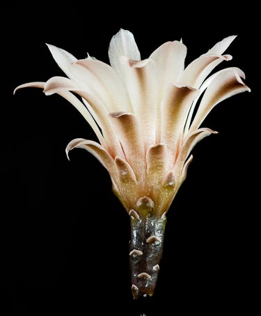 Gymnocalycium borthii